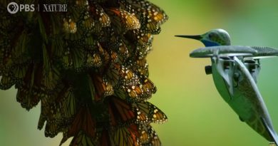 drona colibri fluturii monarch